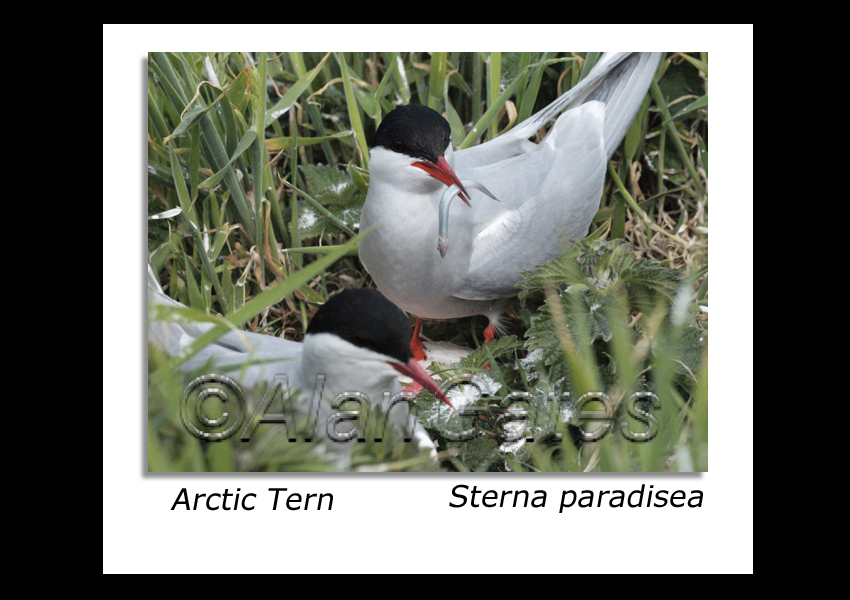 Arctic Tern